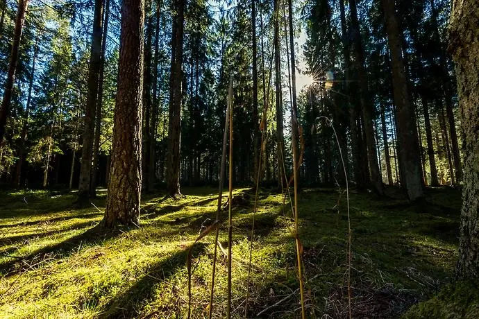 Bild på skog