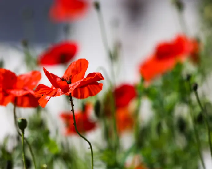 En massa röda blommor som är i gräset.