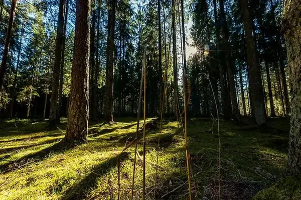 Bild på skog